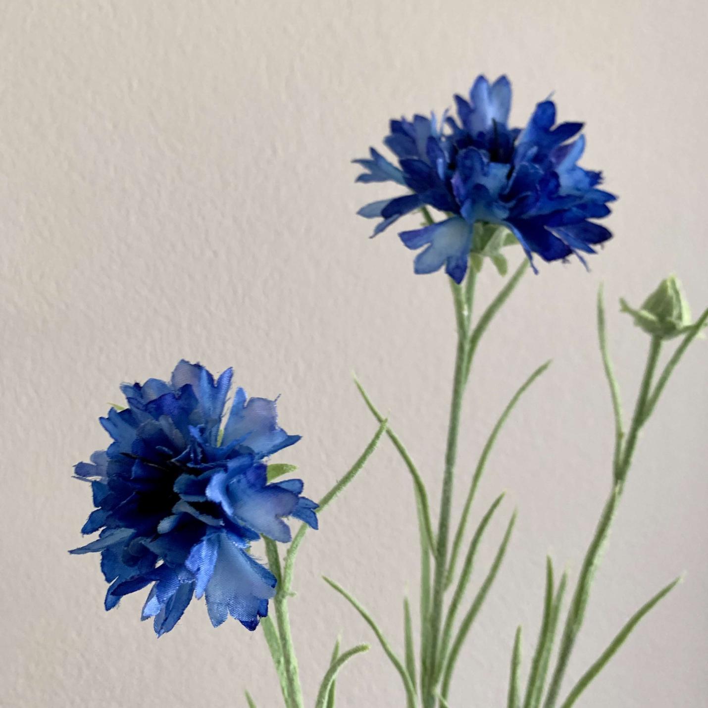 Zijden Korenbloem blauw; Afbeelding: 2